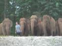    Sloni vítají ošetřovatele po dlouhé době   
