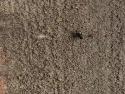      Malý pavouk vs. mravenec     