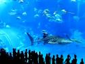      Druhé největší mořské akvárium     