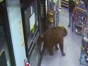      200kilový medvěd v obchodě     