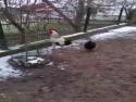      Kohout vydává hlasité zvuky     