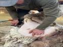    Jak stříhat ovce     
