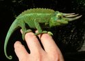 Chameleon - změna barvy