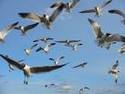 Zajímavé záběry - 300 000 ptáků