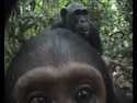 Zvědavý šimpanz a kamera
