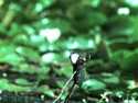 Slow motion - Žába vs. hmyz