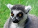 ZOO Trója - Lemur se zatoulal