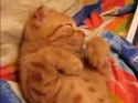 Kočka – Nechci vstávat!