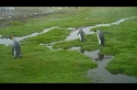 Tučňáci mají dilema