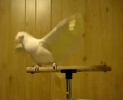 Papouch tanečník
