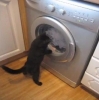 Kočka vs. pračka