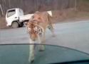 Tygr zablokuje dopravu
