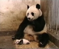 Když si Panda kýchne
