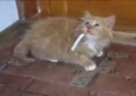 Kočka cigaretový závislák