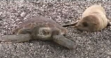 Jízda na želvě