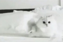 Šílená bílá kočka