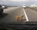 Pes vypadl za jízdy z okénka