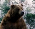 Reklama - Medvěd