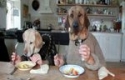 Dva psi večeří 