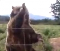 Slušně vychovaný medvěd