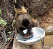 Opice myje nádobí