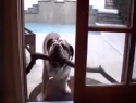 Pes chce projít dveřmi