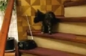 Kočka - Zvláštní způsob lezení do schodů