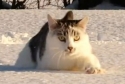 Kočka v hlubokém sněhu