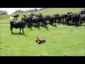 Krávy na dálkové ovládání