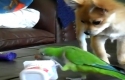 Pes a papoušek - souboj