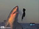 Útok žraloka - slowmotion