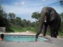 Slon u rodinného bazénu