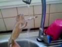 Chameleon si myje ruce