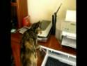 Kompilace - Kočky vs. tiskárny
