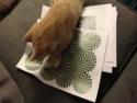 Kočka vs. optická iluze