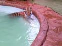 Tygří koupel
