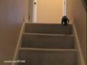 Štěňátka, která neví jak na schody