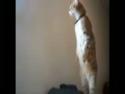 Kočka vyhlížející sirénu 