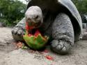 Želva pojídá meloun