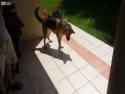 Pes si hraje se svým stínem