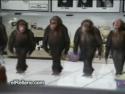 Opičáci tancují irský tanec