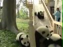 Roztomilé pandy