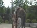 Směšné nasedání na slona