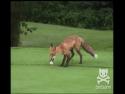 Liška krade golfový míček