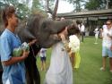 Slon se snaží políbit nevěstu