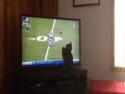 Kočka chytá míč z televize