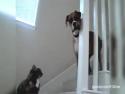 Psi, co se bojí koček