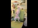 Pes tancuje na židli