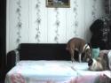 Pes řádí sám doma na posteli