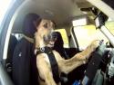Pes řidičem